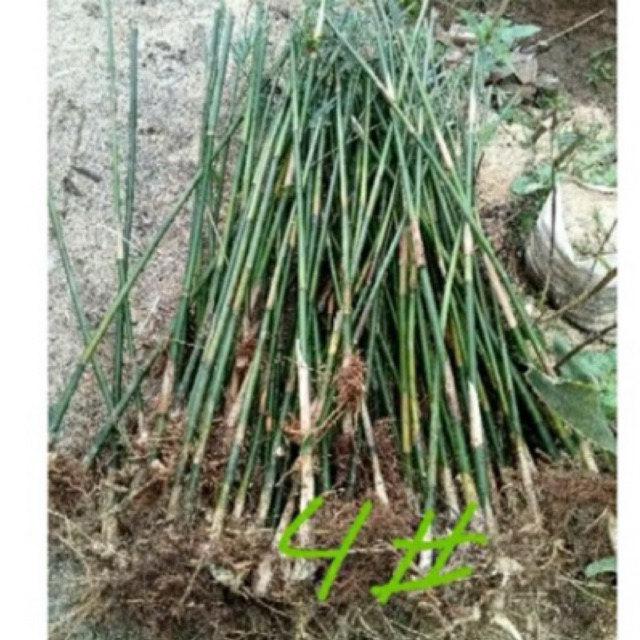 bambu jepang tanaman hias