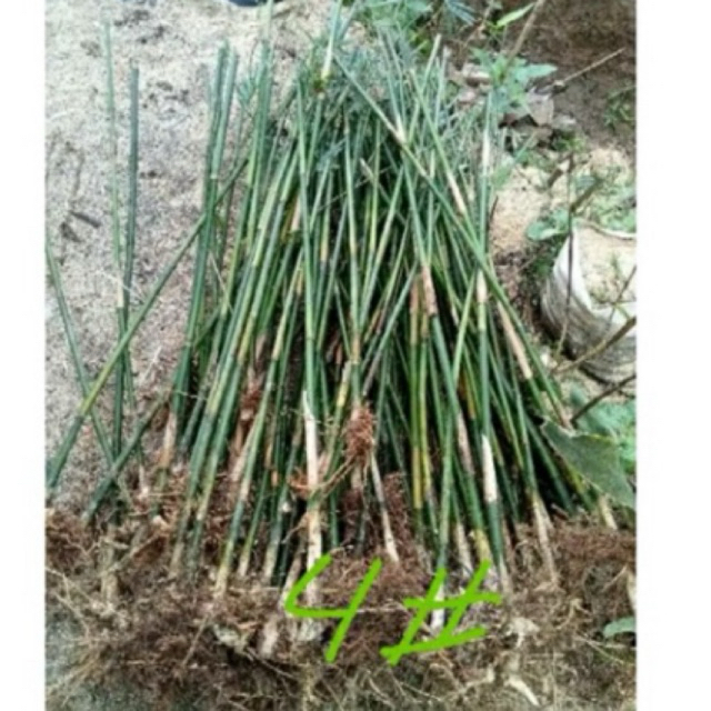 tanaman hias bambu jepang