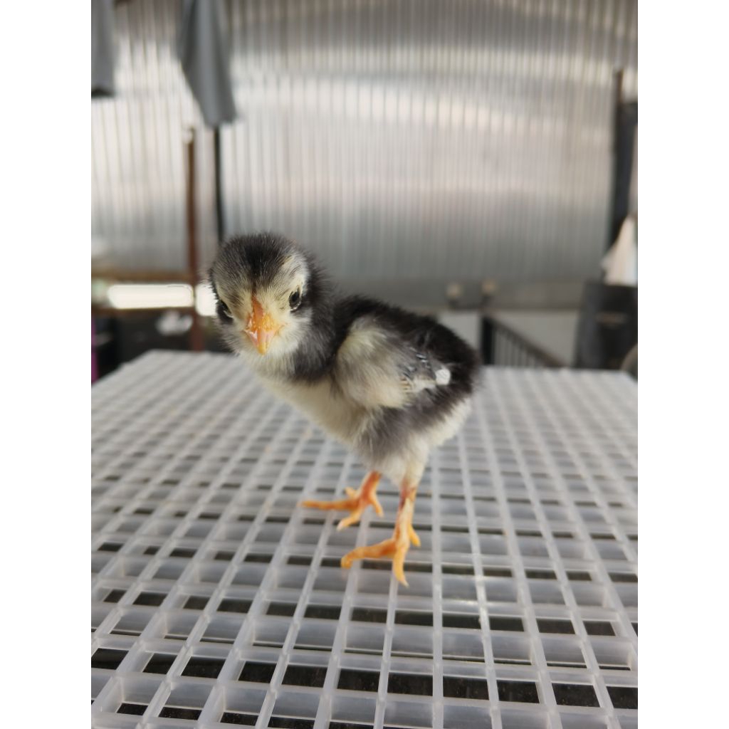 doc ayam Bangkok kualitas