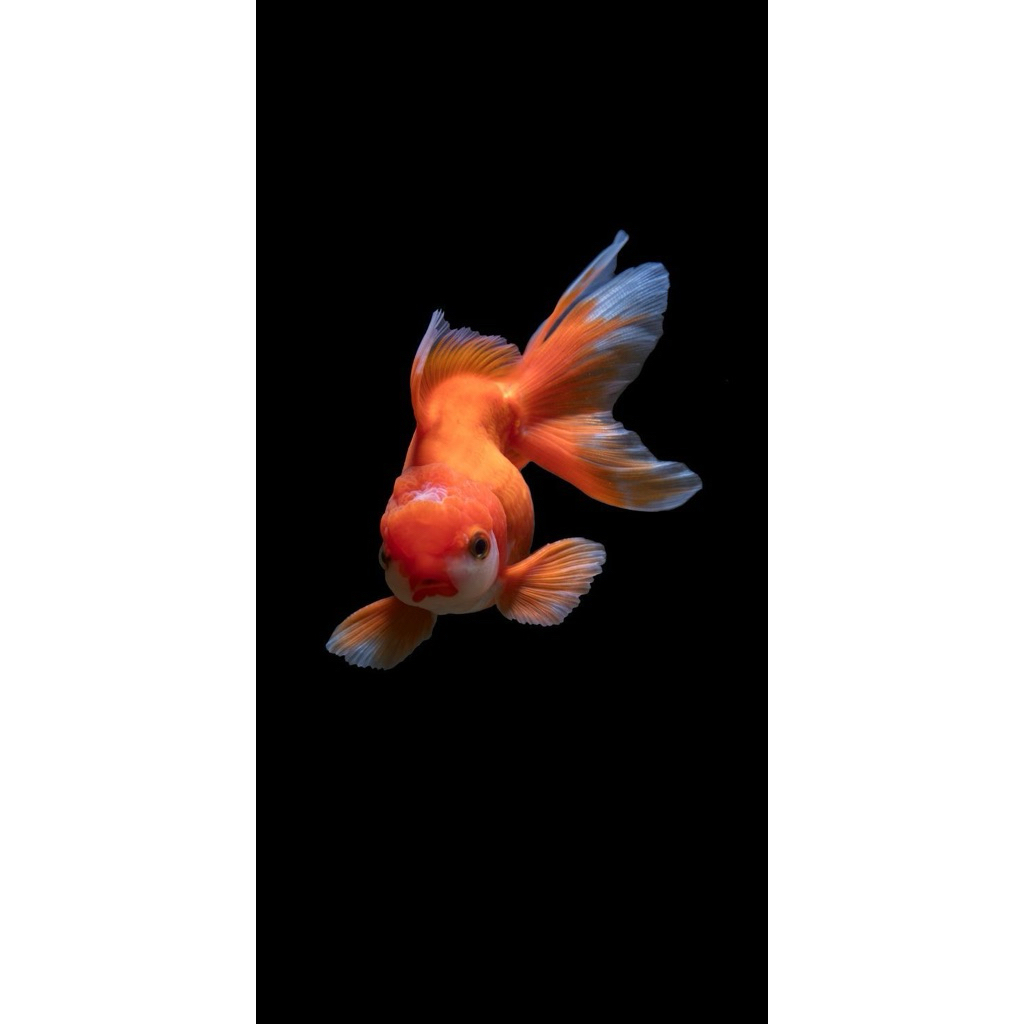 Ikan Hias Koki Oranda Oranda Putih Isi 2 - Tampilan Elegan untuk Aquarium Anda