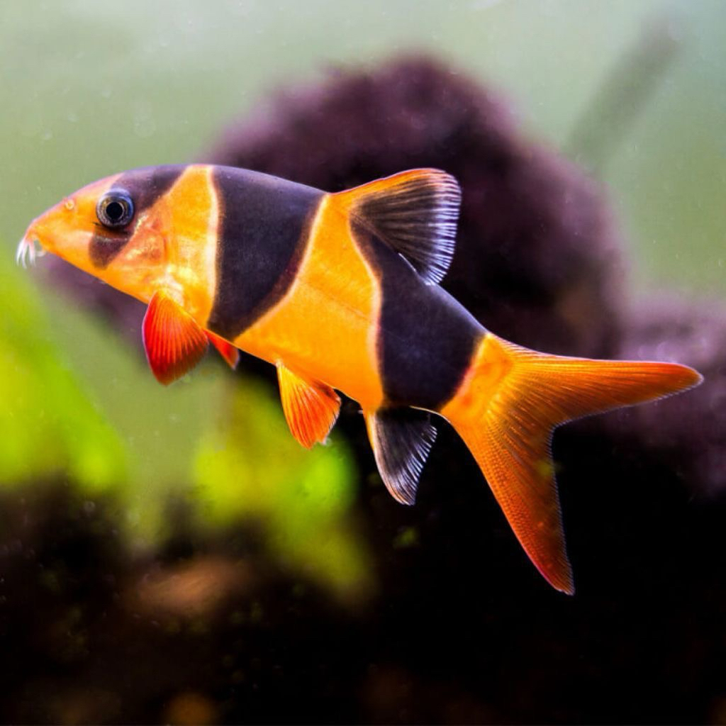 ikan hias botia badut atau botia sumatra size 5-6cm