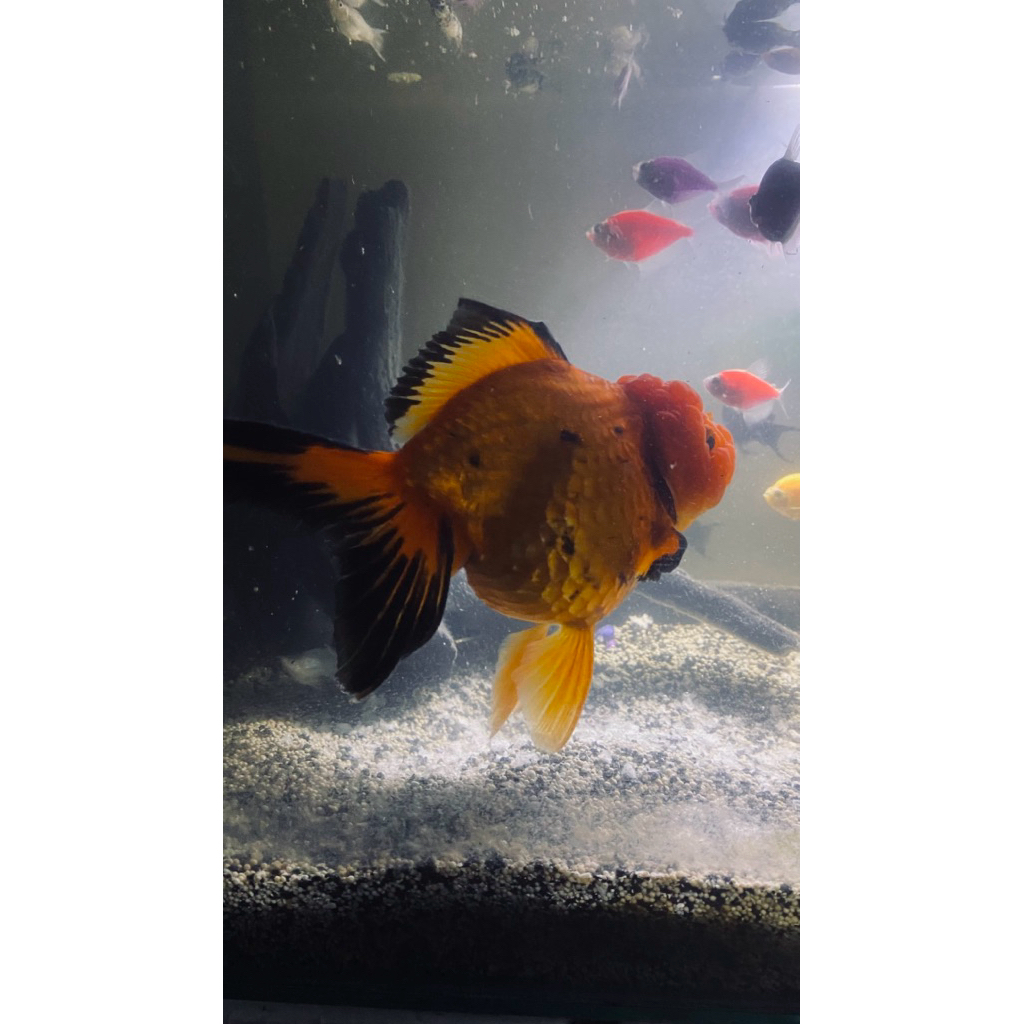 Ikan Hias Koki Oranda Oranda Putih Isi 2 - Tampilan Elegan untuk Aquarium Anda