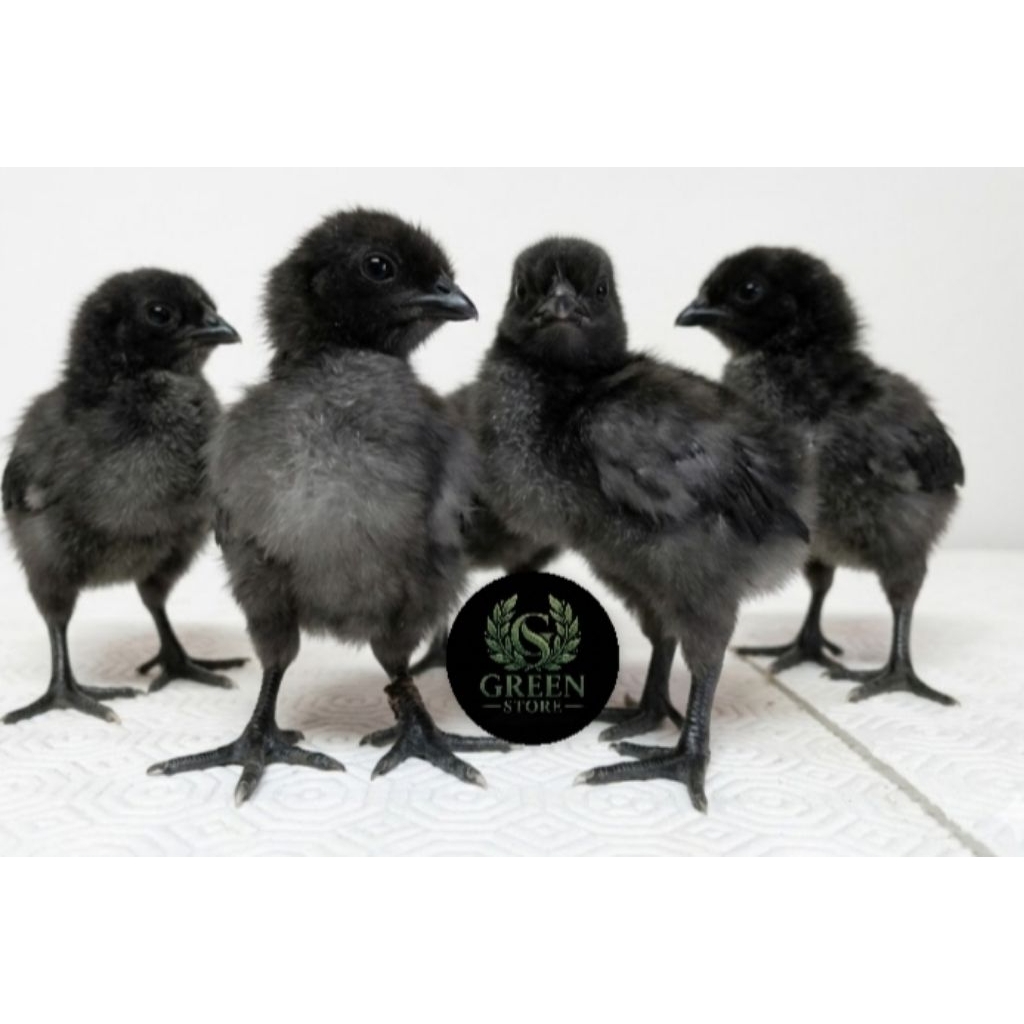 anak  ayam cemani ori lidah hitam