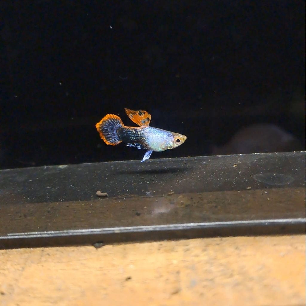 Guppy Magenta Short Body ( SB )