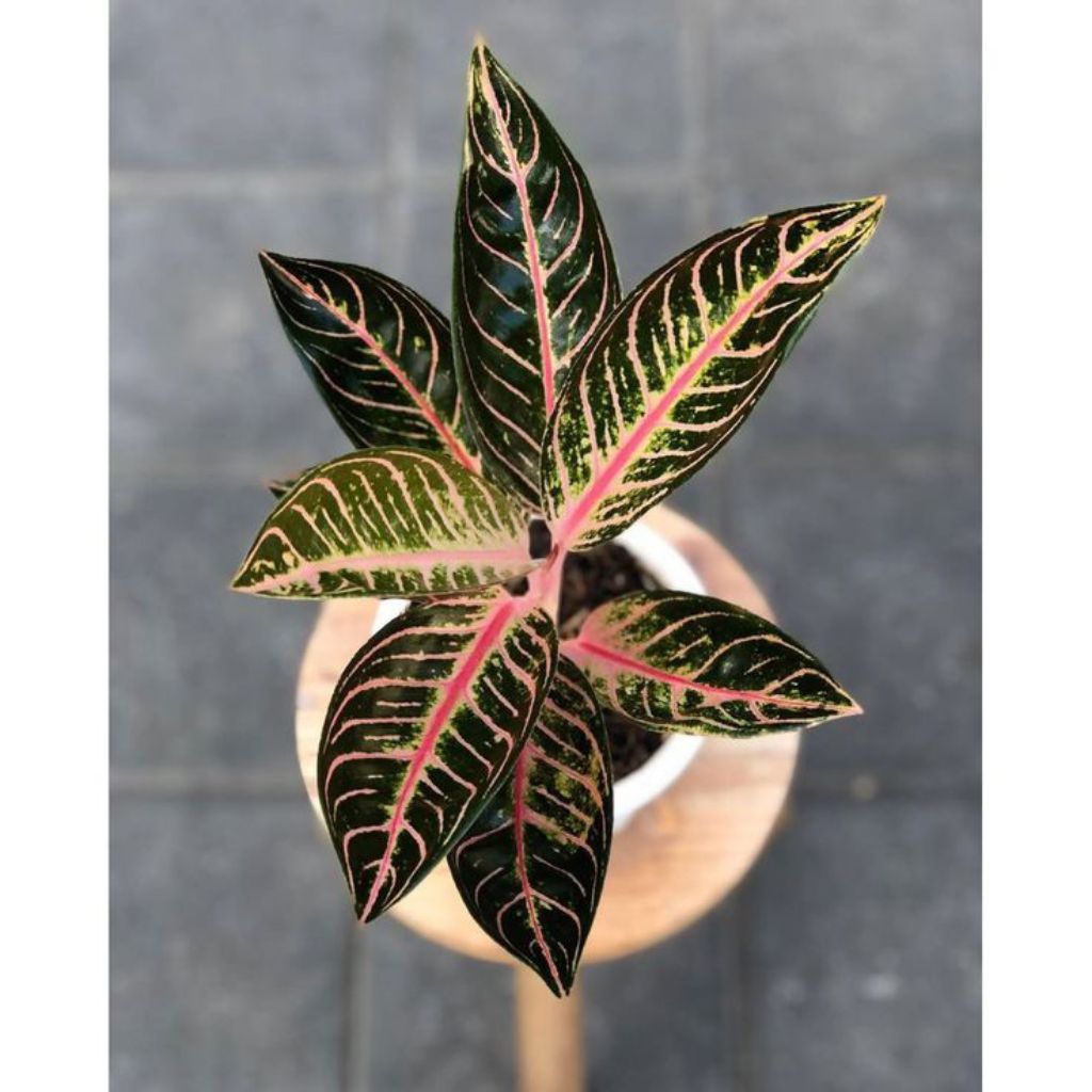 aglonema red Sumatra cantik anakan baby