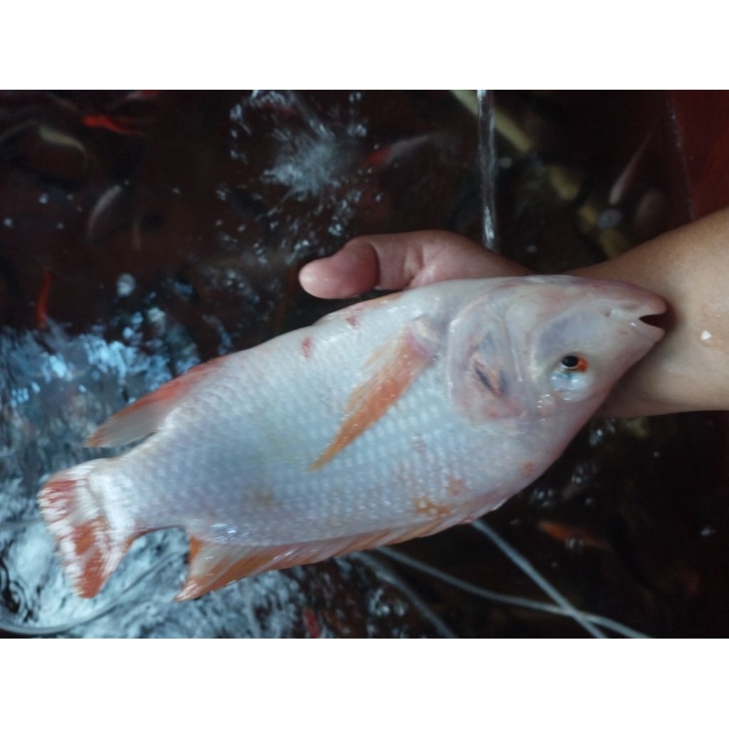 ikan nila merah besar konsumsi per kilo isi 3-4 ekor super