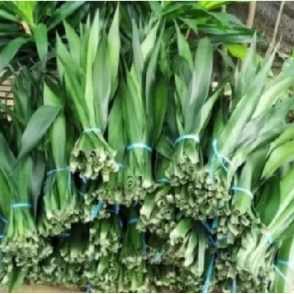 daun pandan wangi 1kg