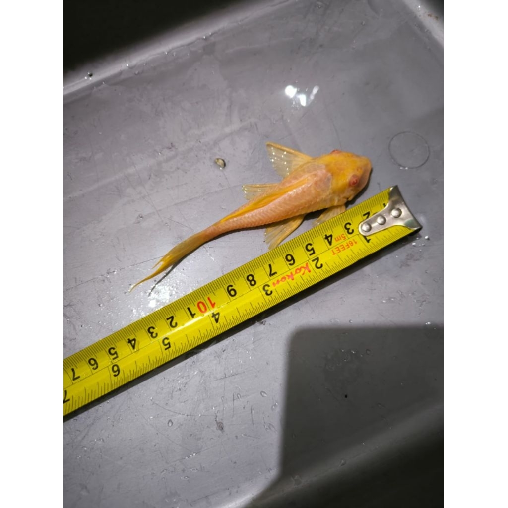 Ikan sapu kaca Gibiceps / sapu kaca mentega 10cm up