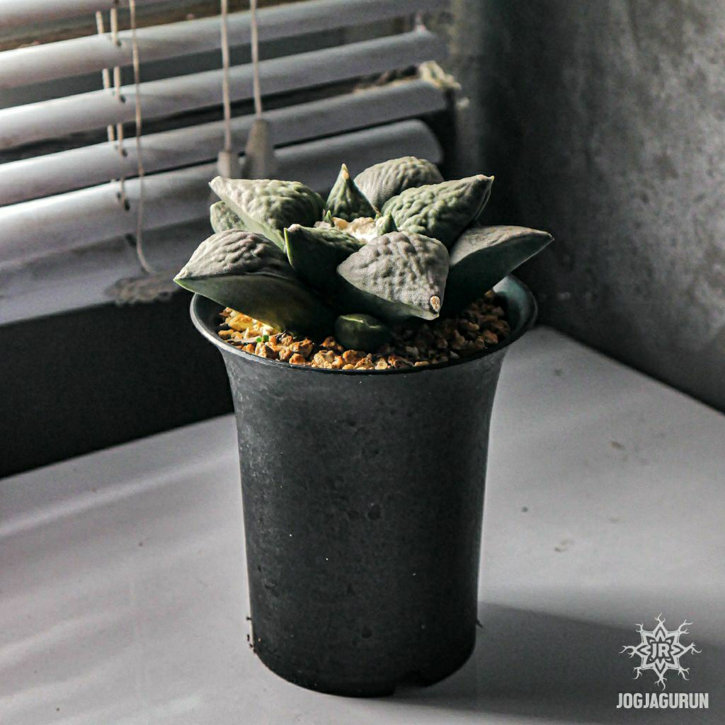 Ariocarpus Retusus cv. Frumdosus