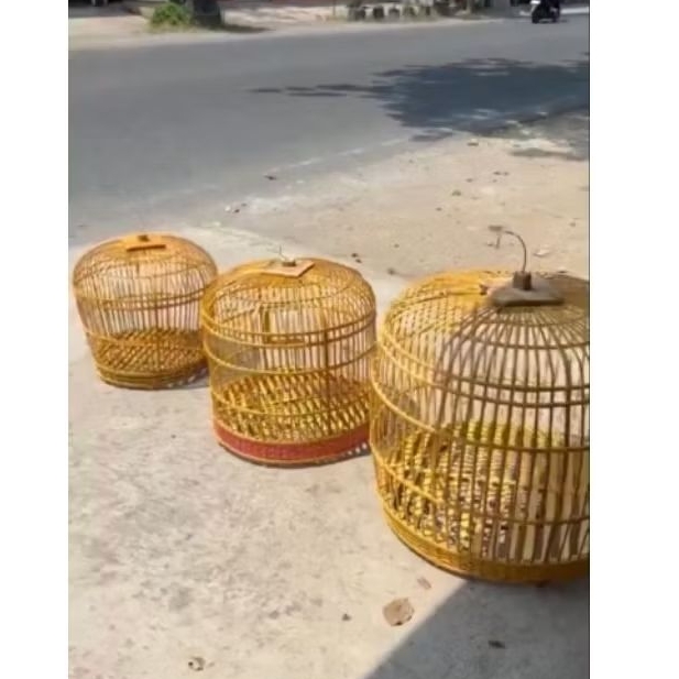 kurungan ayam hutan besar