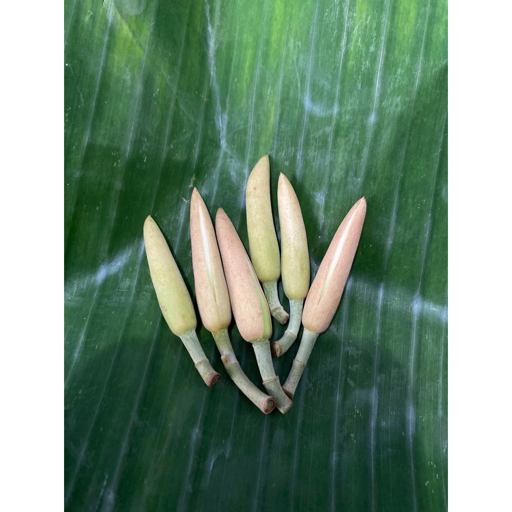 Bunga kantil kuncup / bunga kantil kuning putih / kantil segar
