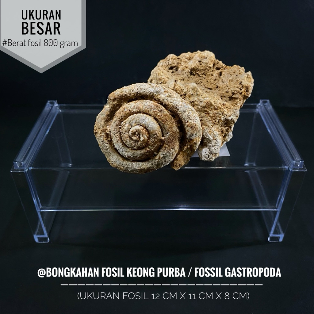 Bongkahan Fosil Keong Purba B75 atau Fosil Gastropoda Temuan atau Fosil Kerang  Natural atau Fossil 