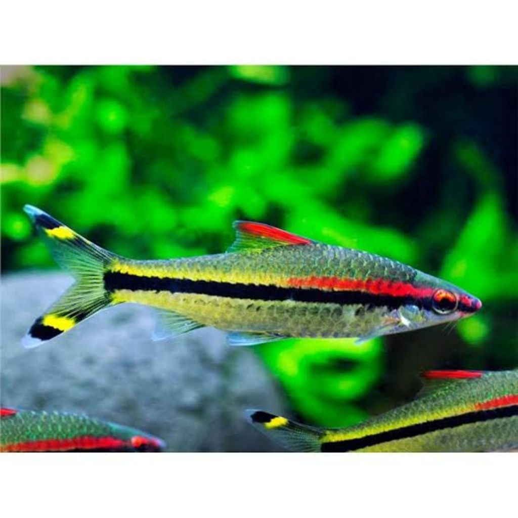 puntius denisoni/torpedo barb