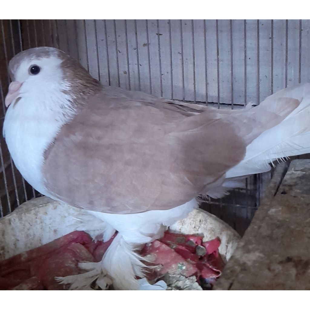 BURUNG MERPATI HIAS LAHORE ALMOND SATUAN JANTAN