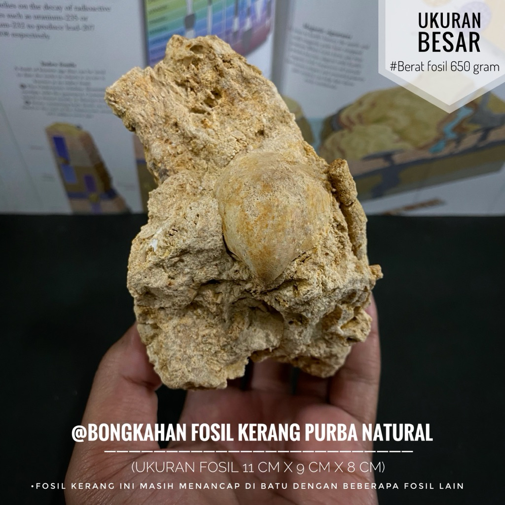 Bongkahan Fosil Kerang Purba B54 atau Fossil Shell atau Fosil Bivalvia atau Fosil Keong Temuan