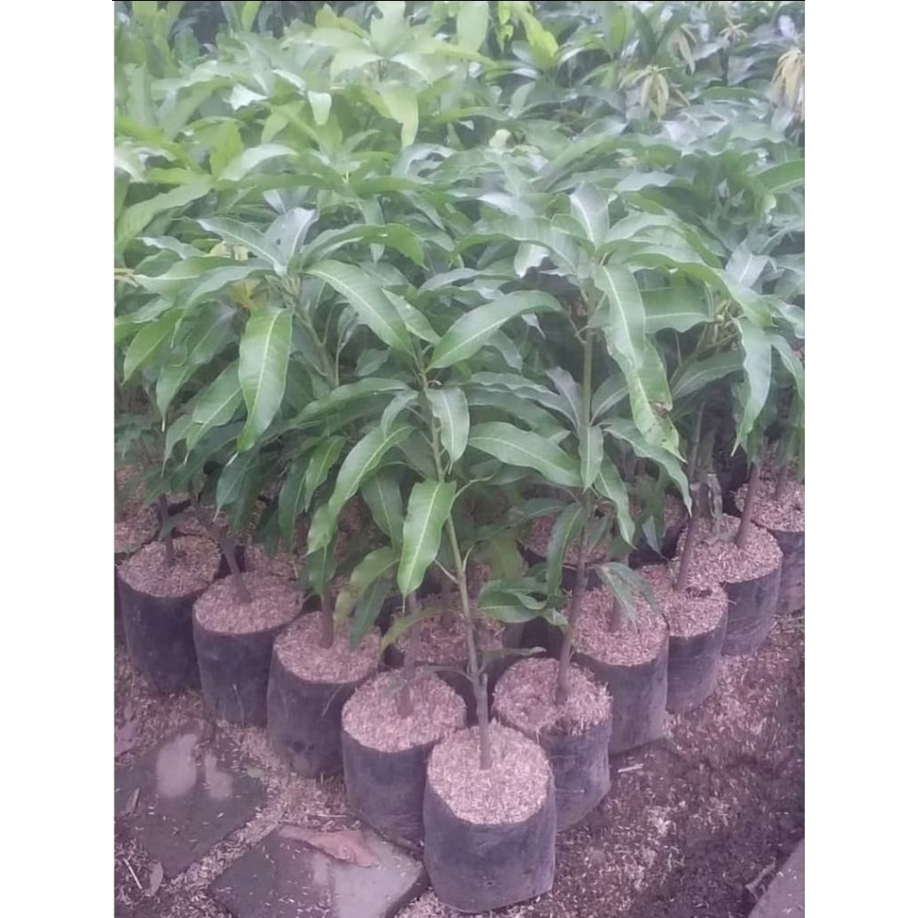 bibit tanaman buah mangga gadung