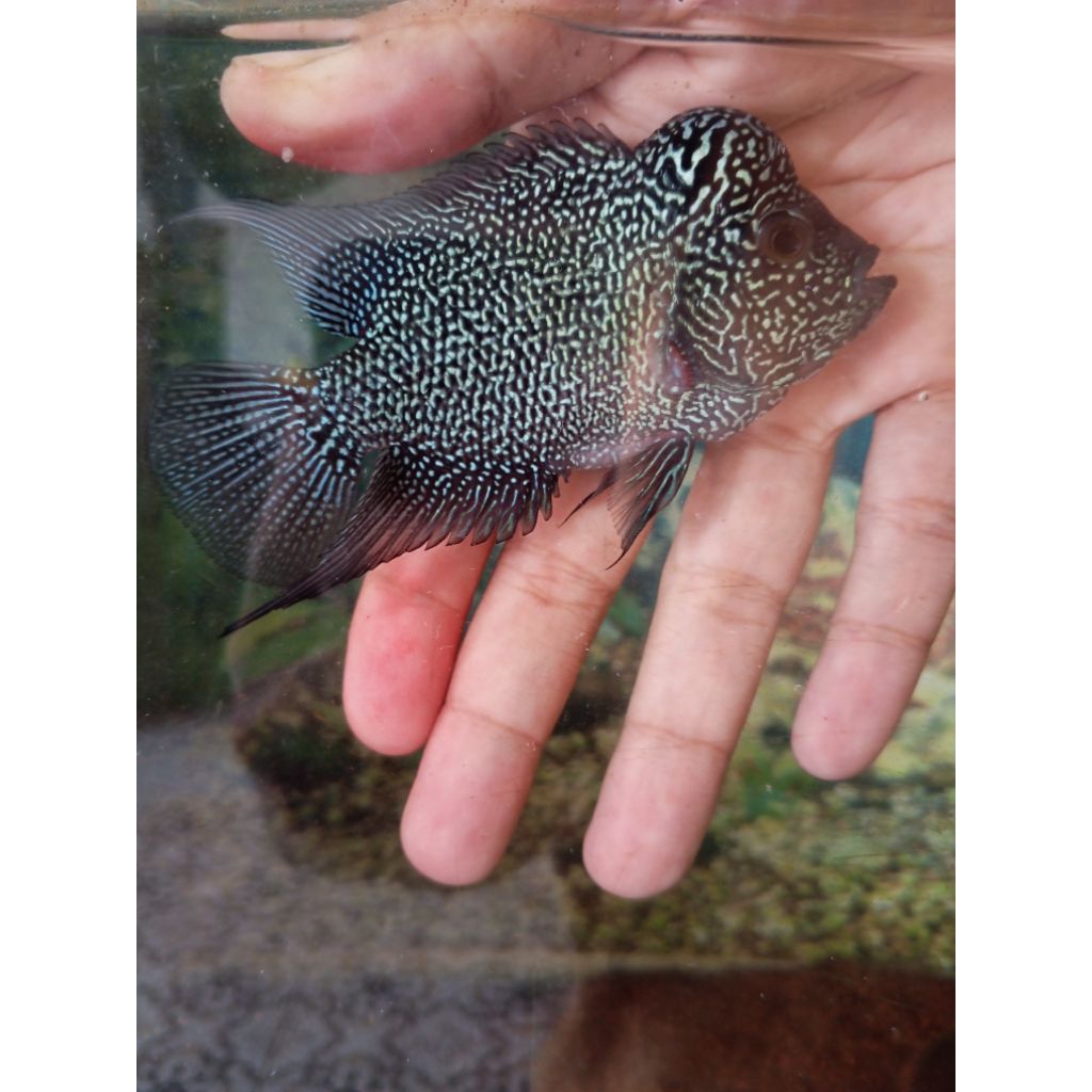 Plastik gambar ikan louhan cencu full mutiara grade A VVIP (bisa request)