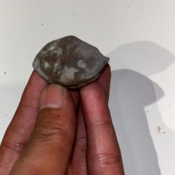 Muncang kemiri adu JAWAAN si gawir