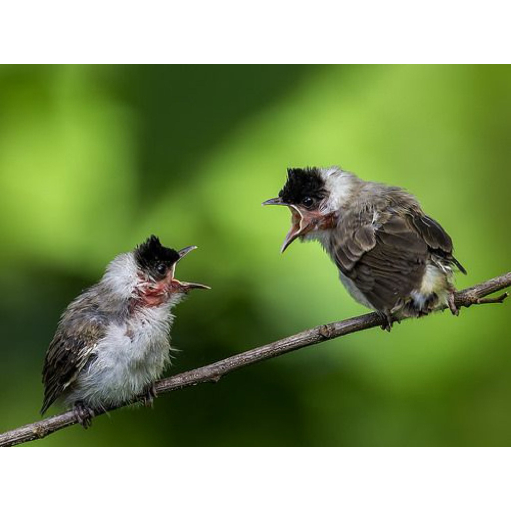 anakan burung kutilang