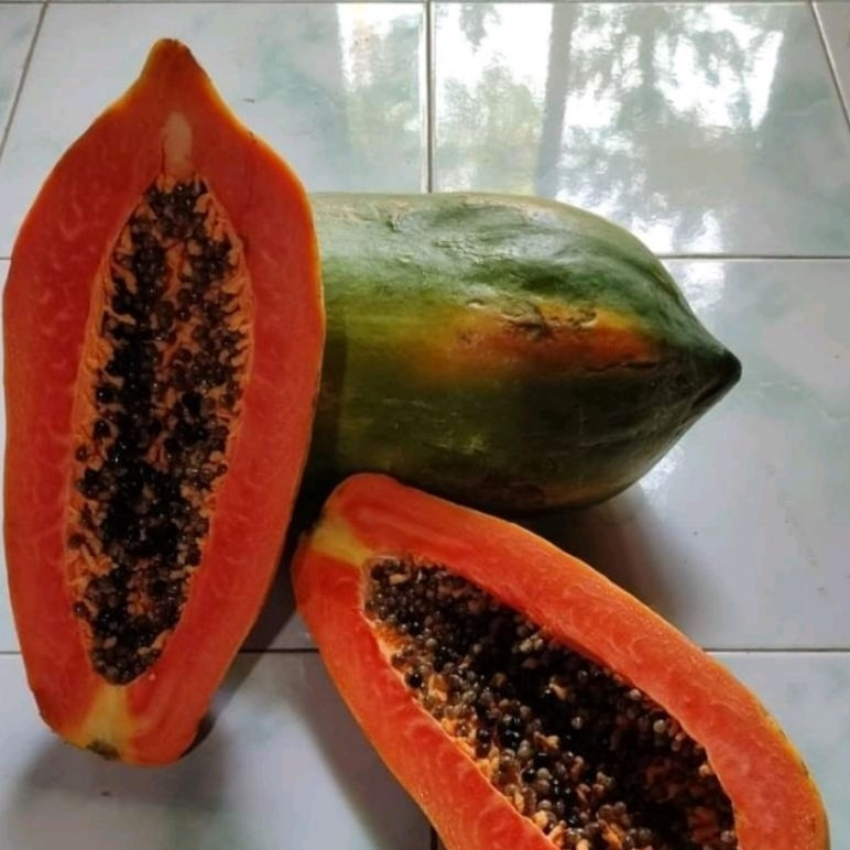 bibit buah pepaya thailand / pepaya bangkok
