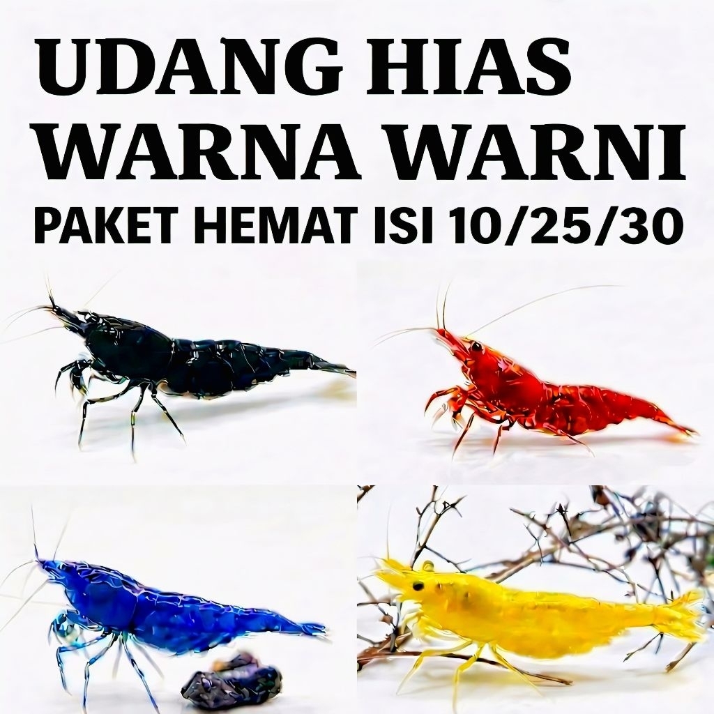 Udang Hias aquarium Caridina Udang hias paket 4 jenis  hiasan aquarium aquascape