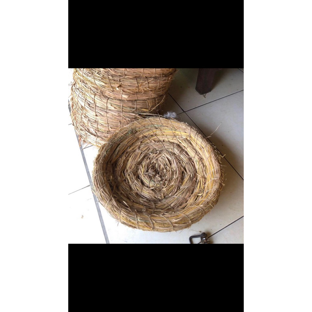 JERAMI TEMPAT AYAM/ UNGGAS MENGERAM TELUR