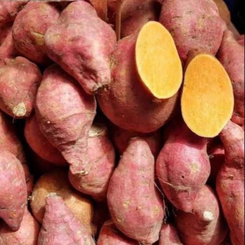 UBI KUNING/ UBI JALAR