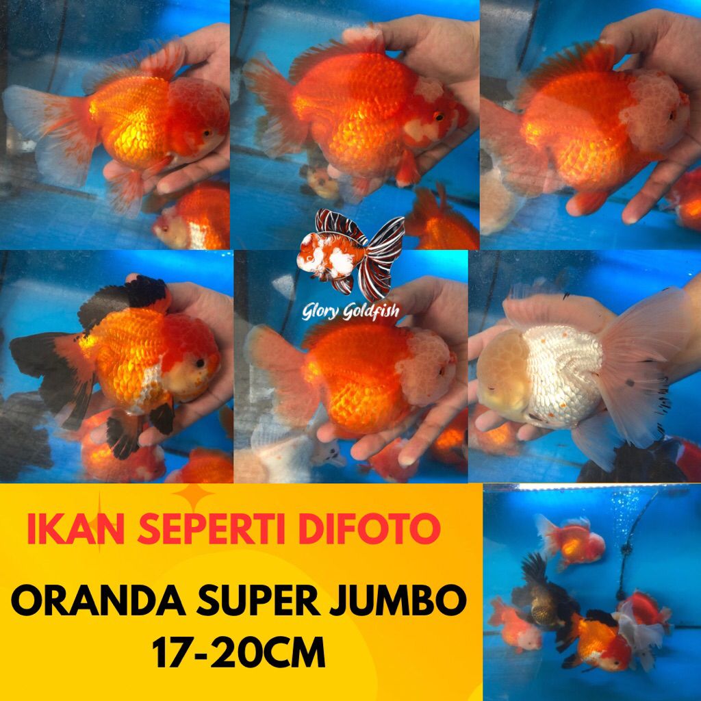 Ikan Hias Mas Koki Oranda Jumbo Super Jumbo Indukan Besar HIGH QUALITY