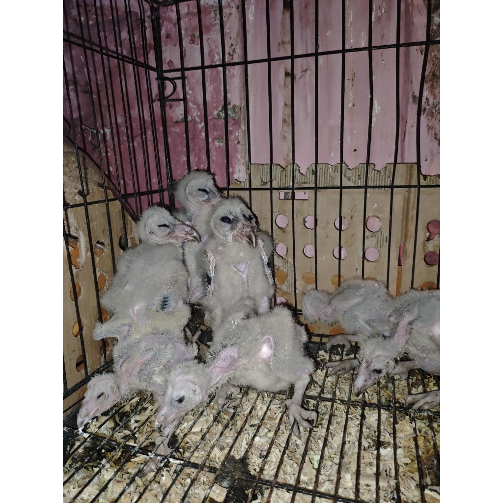 TYTO ALBA/BARN OWL/BURUNG HANTU SERAK JAWA