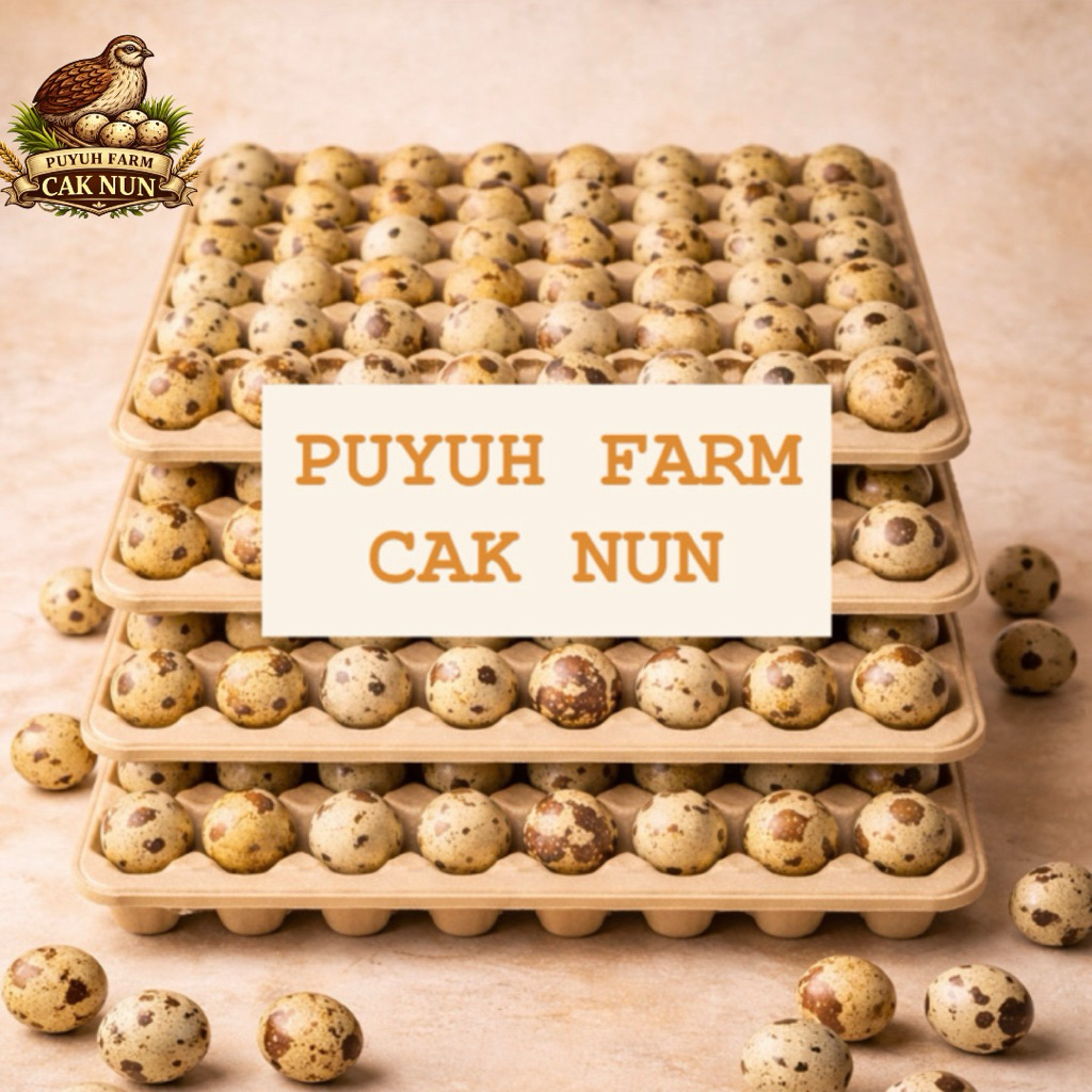 PAKET 1 KG TELUR PUYUH FRESH / TELUR PUYUH KONSUMSI / TELUR PUYUH MENTAH