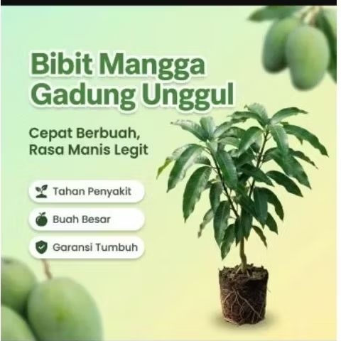 bibit mangga gadung