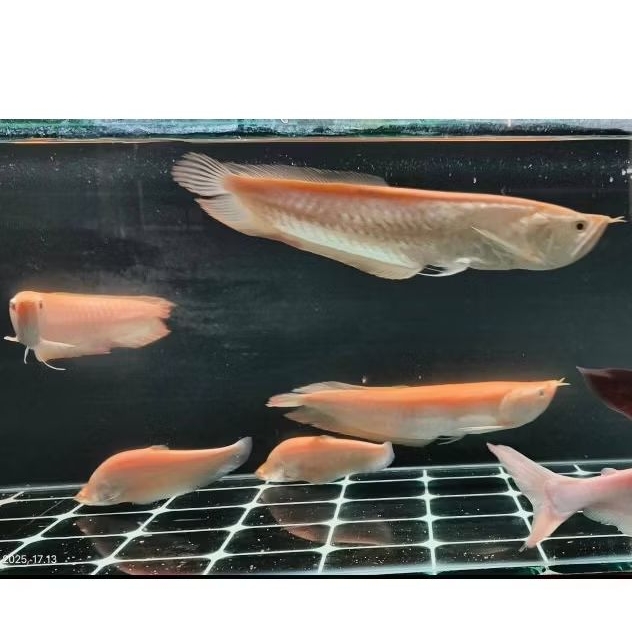 Arowana Silver Albino size 28-30cm