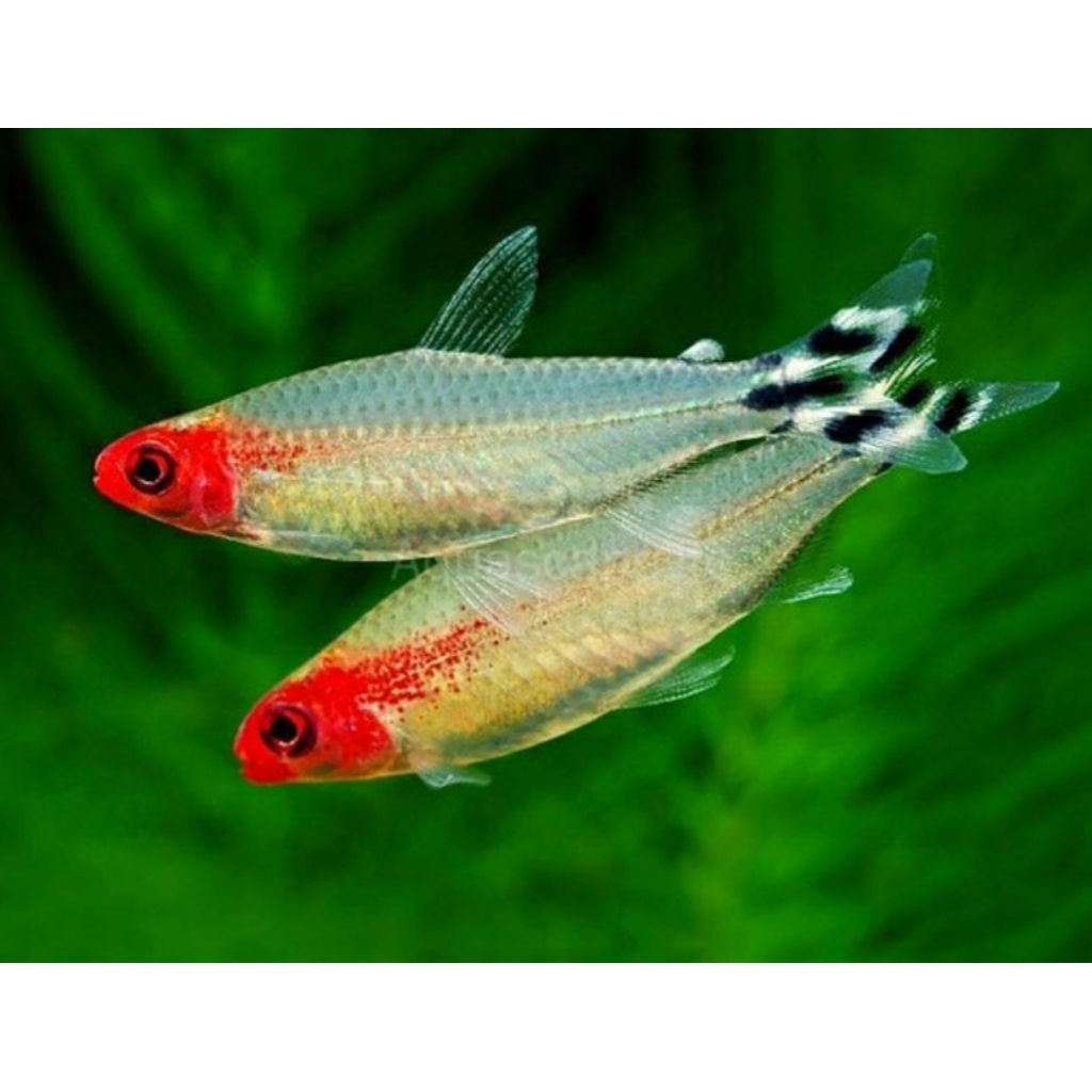 Ikan hias Cardianal tetra Red nose Neon black Neon api Cerribarb