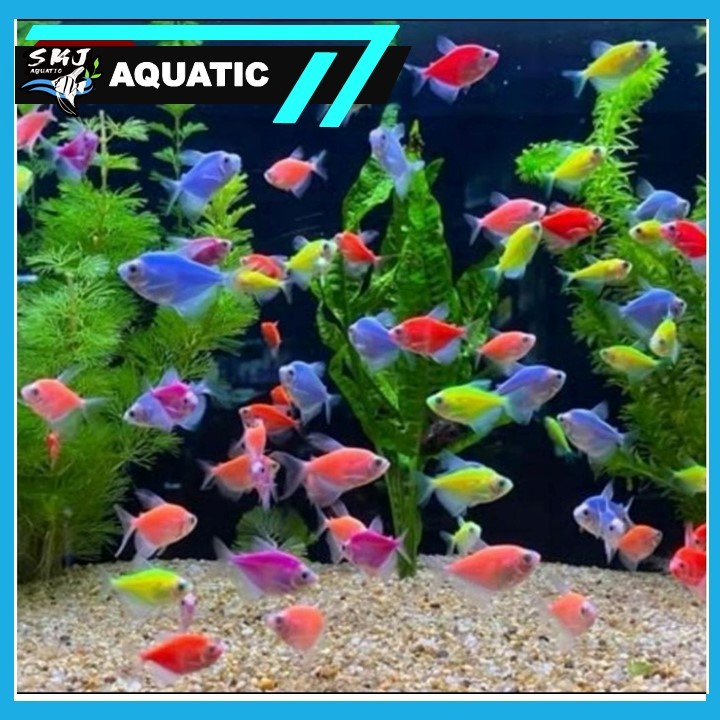 Ikan Hias Tetra Gloofish Warna-Warni 10 Ekor - Akuarium GLOFISH Menawan