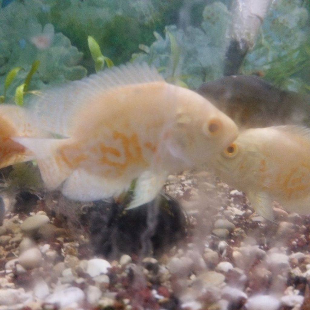 Hiasan aquarium / oscar albino 8-9 cm