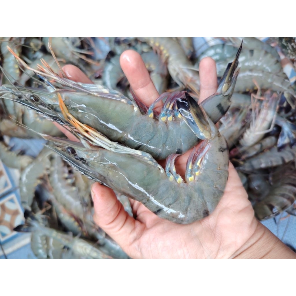 UDANG WINDU UDANG TIGER