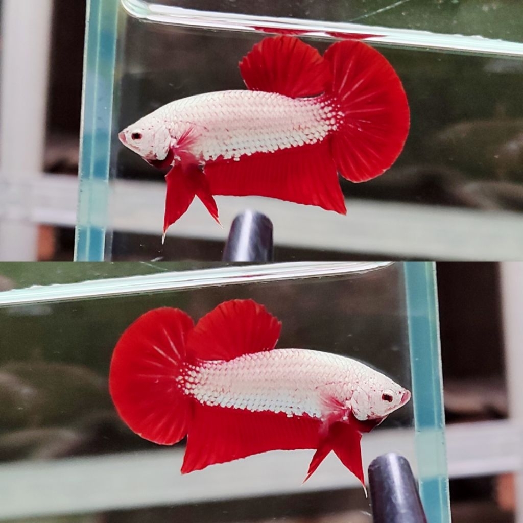 cupang red dragon 04