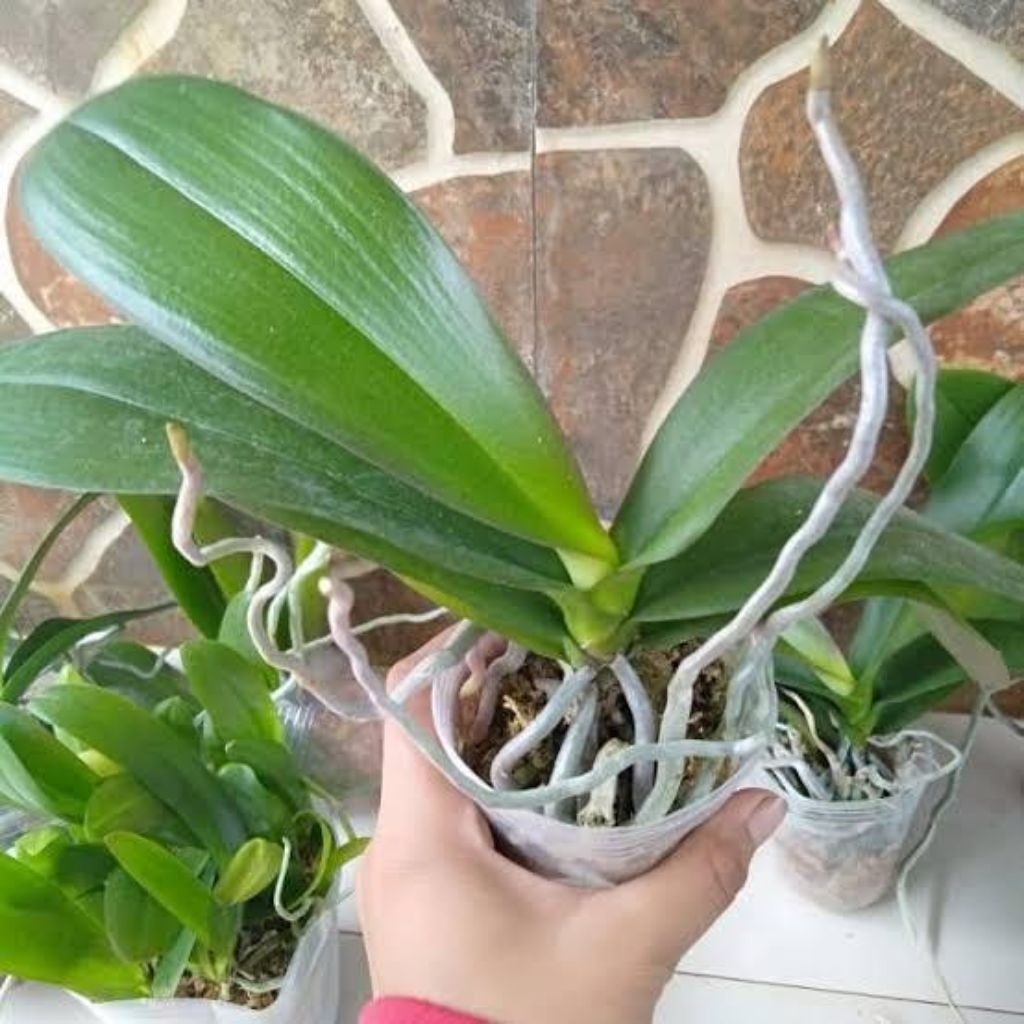 Bibit Anggrek Bulan Asli Spike Sudah Pernah Berbunga Tanaman Hias Anggrek Dengan Daun Hijau Segar Da