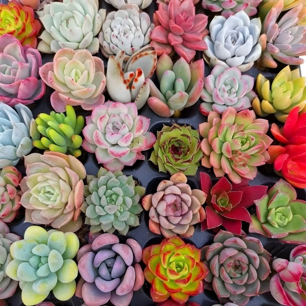 Paket Tanaman Hias Sukulen Kaktus Hidup Mini 10 Pcs Free Pot Dan Media Tanam