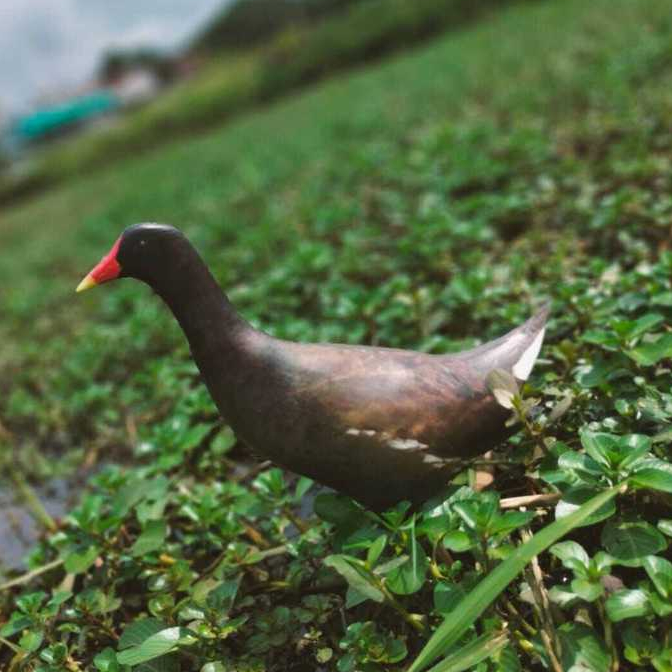 PATUNG JONTROT BURUNG PERUK / MANDAR BATU / MANDAR HITAM MIRIP ASLI - BAHAN SPONS TEBAL AMPUH UNTUK 