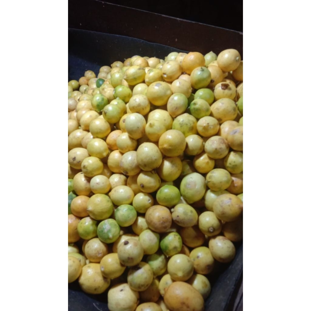 lemon lokal