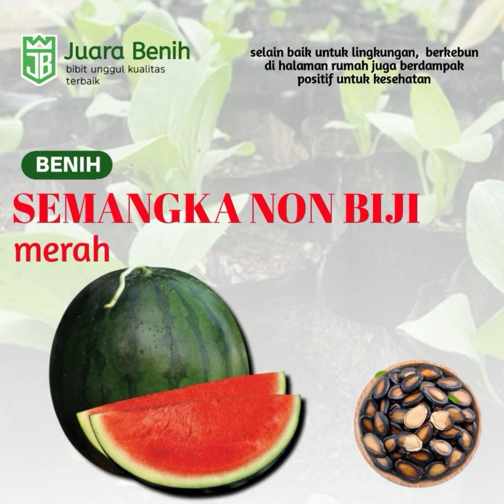 SUPER 500 BIJI BENIH SEMANGKA HIBRIDA NON BIJI F1