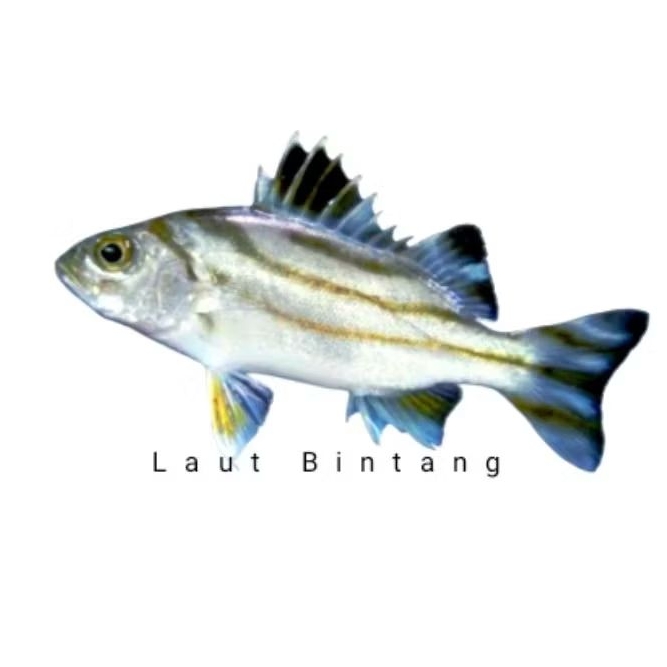 kerong kerong
