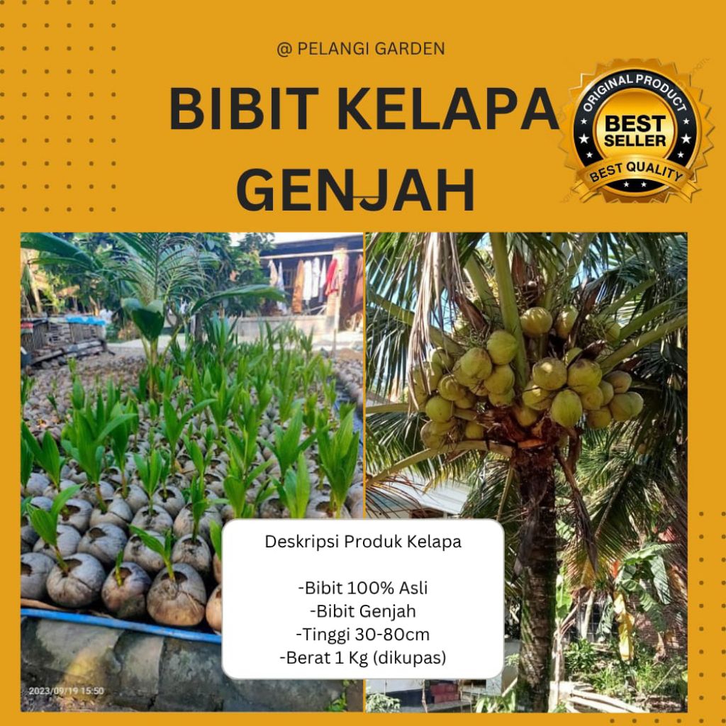 BIBIT BERKUALITAS  Pohon Kelapa Pendek Entok, Pohon Kelapa Pendek Entok Genjah