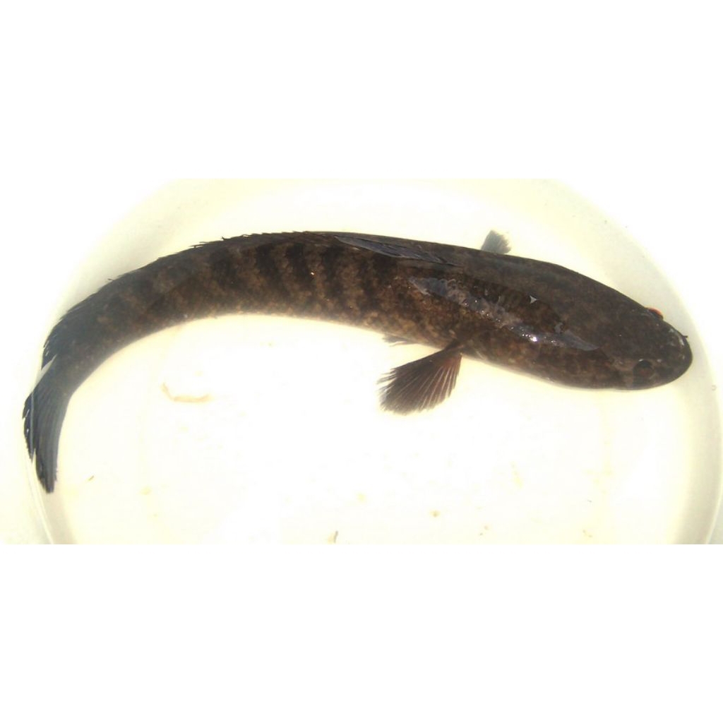 Ikan gabus per 500gr, ikan segar