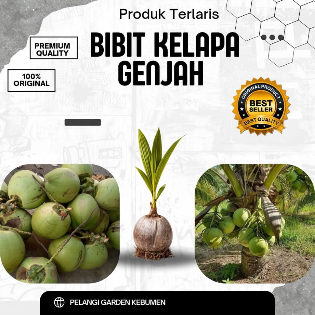 TERLARIS  Bibit Kelapa Genjah Buah Besar, Bibit Kelapa Genjah Entok, Bibit Kelapa Genjah Entok Berse