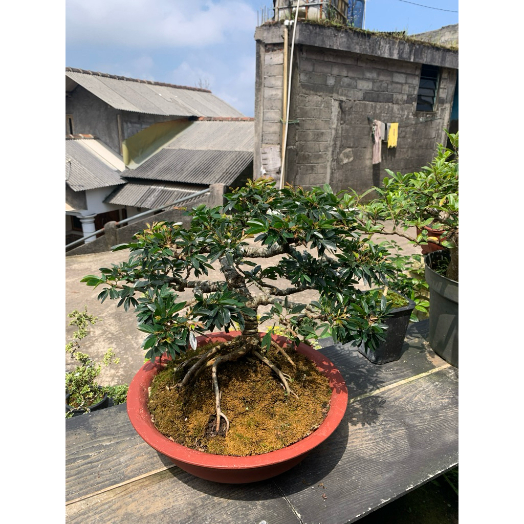 Bonsai Kaliandra Sulimaraja