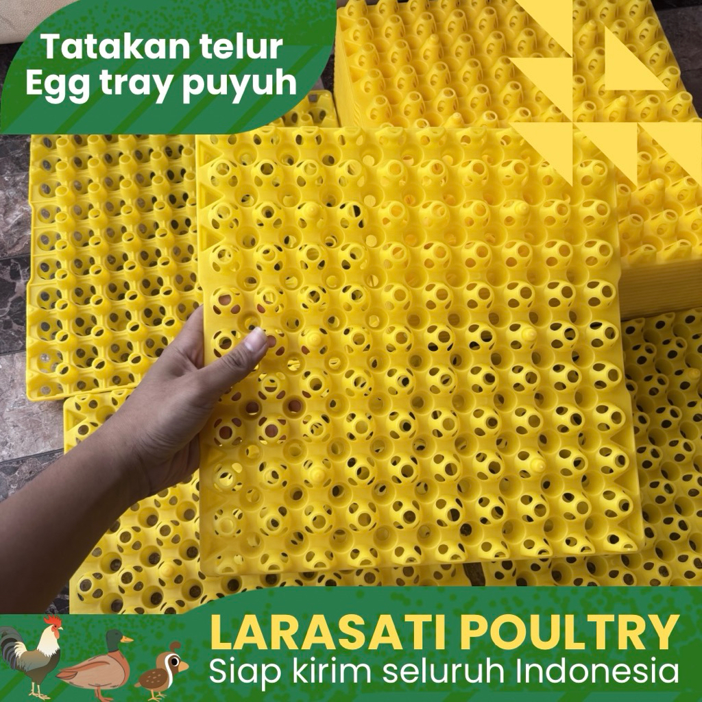 Tatakan telur puyuh | Egg tray puyuh plastik | Egg tray plastik putih