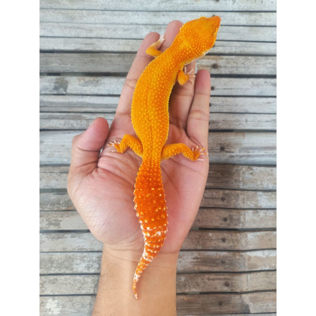 MAINAN GECKO SUNGLOW GIANT JUMBO ADULT SESUAI FOTO