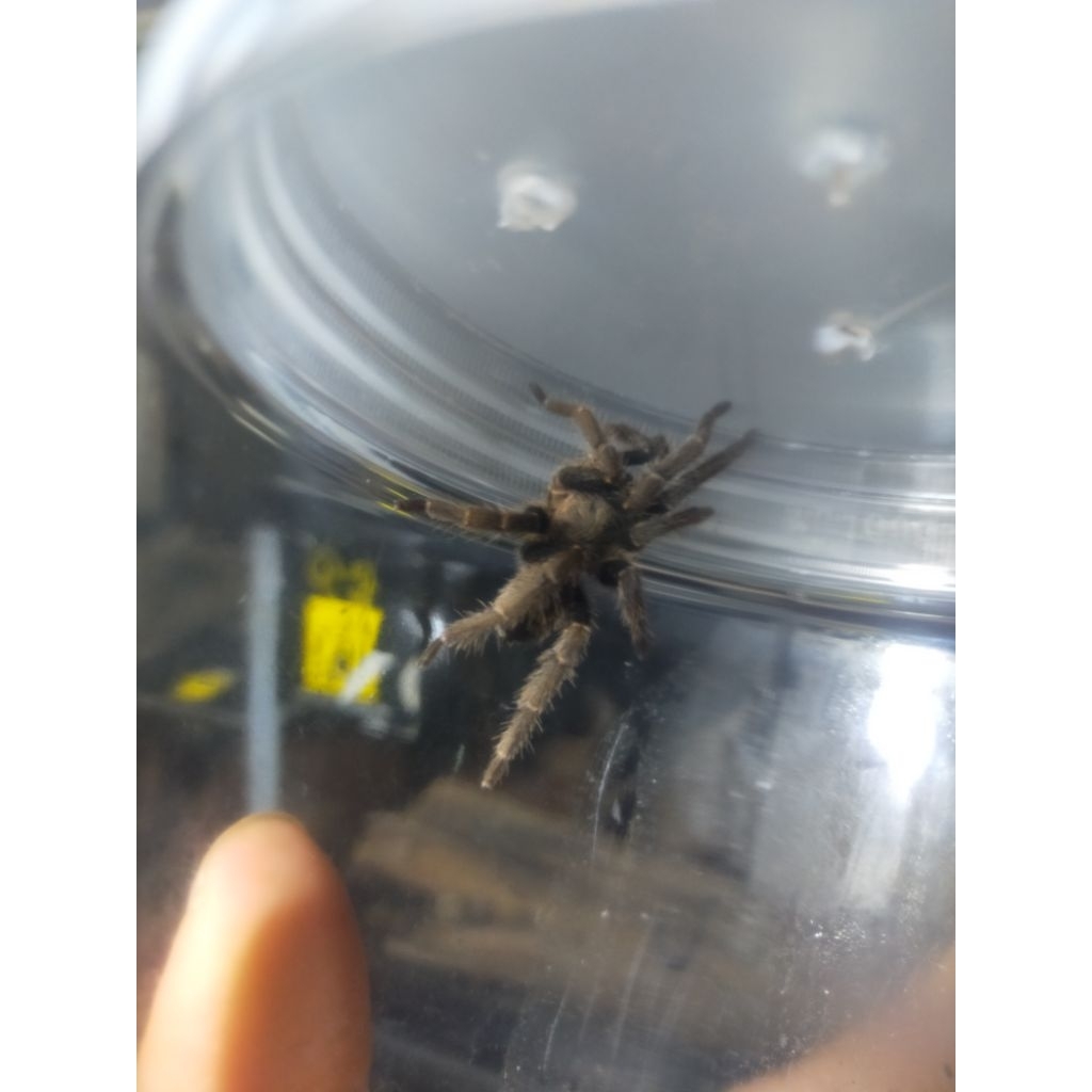 tarantula javanensis size medium ( kurir hanya ojek online maksimal 40 km)